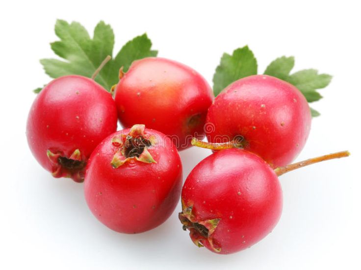 Crataegus (Hawthorn)